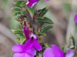 Muraltia heisteria leaves